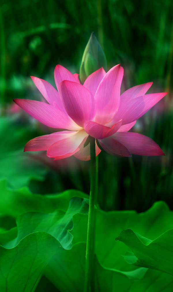 濮上新荷