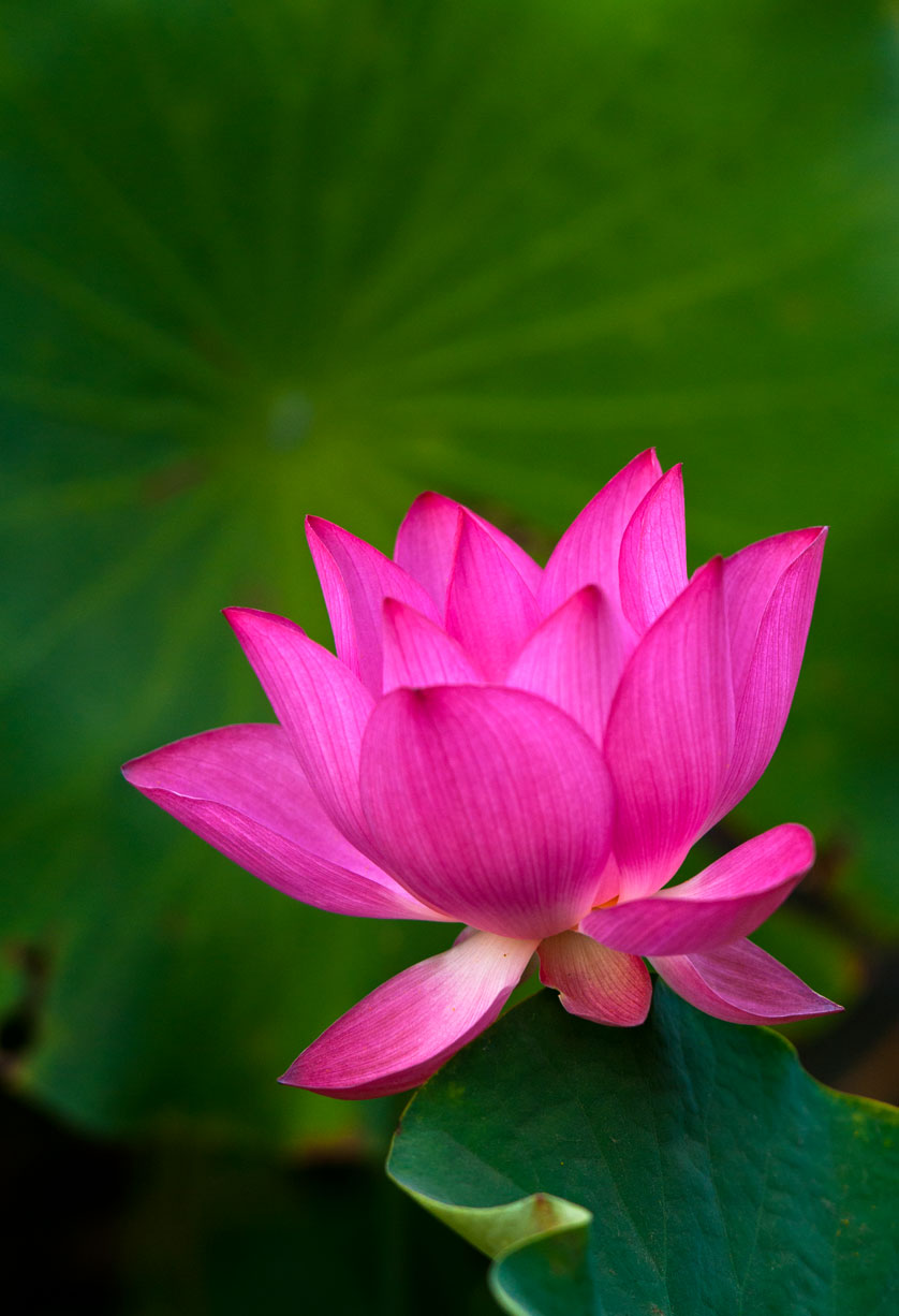 [原创]又是一年荷花香