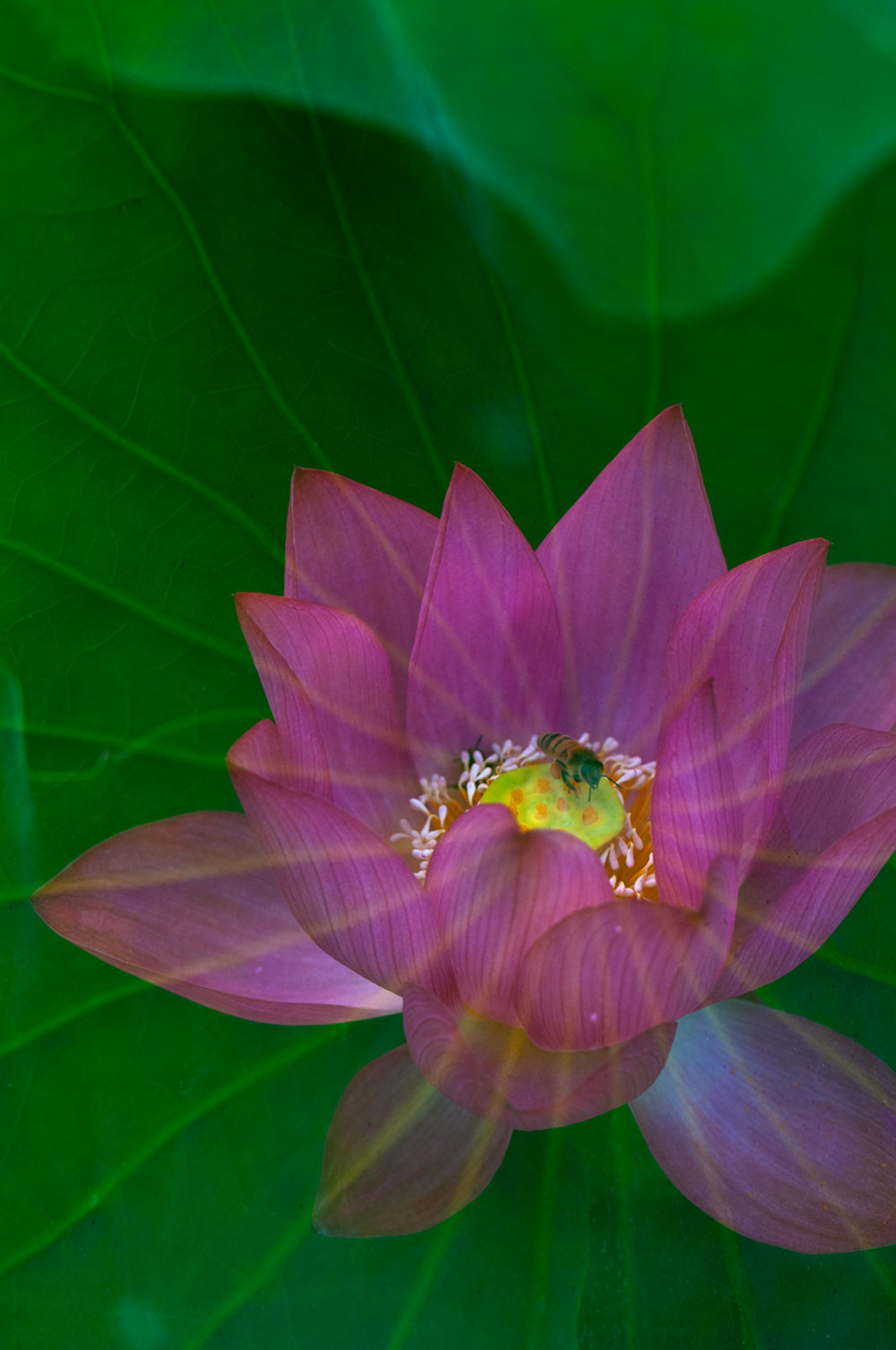 [原创]又是一年荷花香