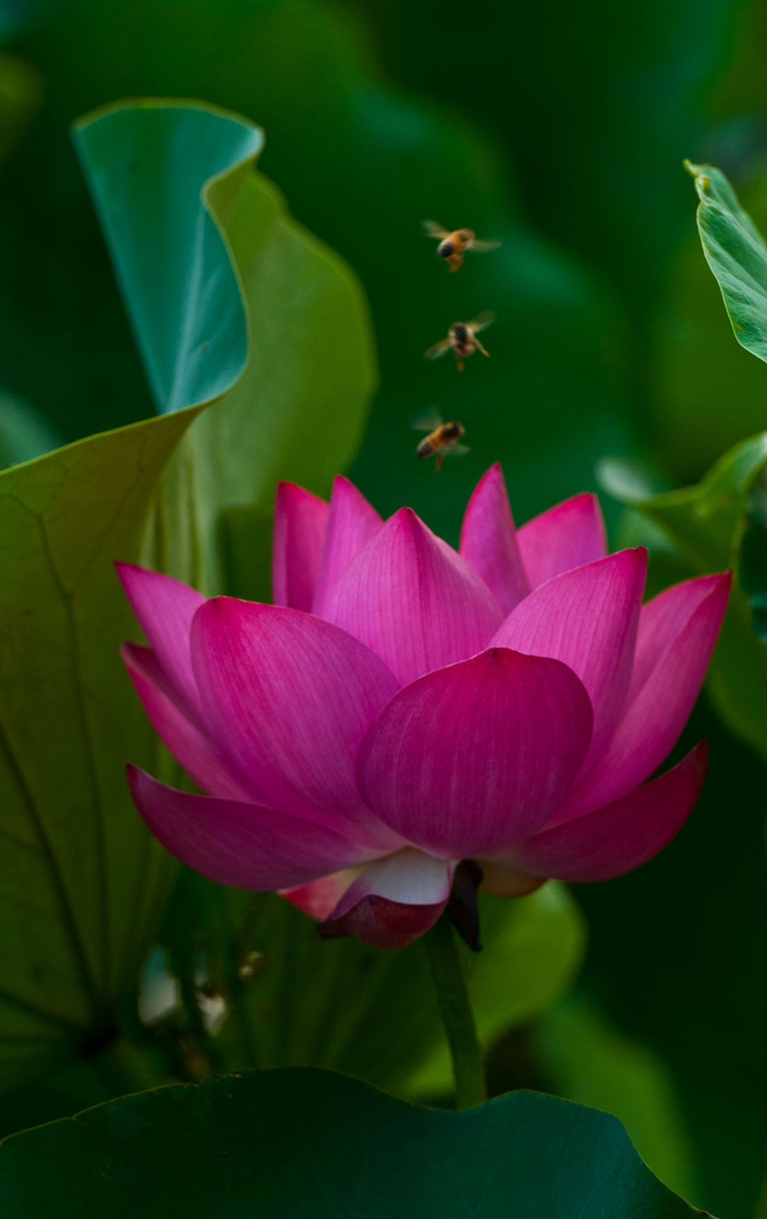 [原创]又是一年荷花香