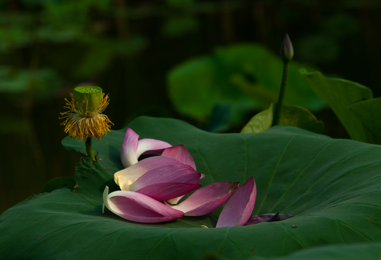 [原创]又是一年荷花香