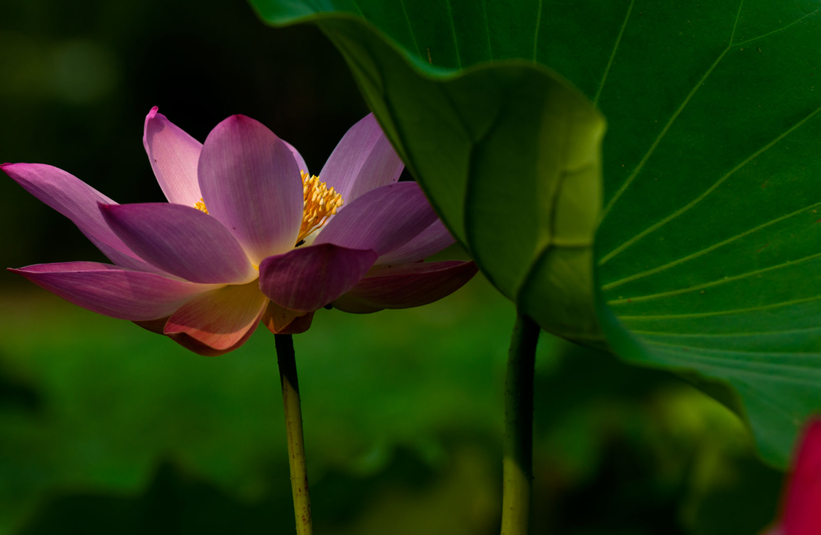 [原创]又是一年荷花香