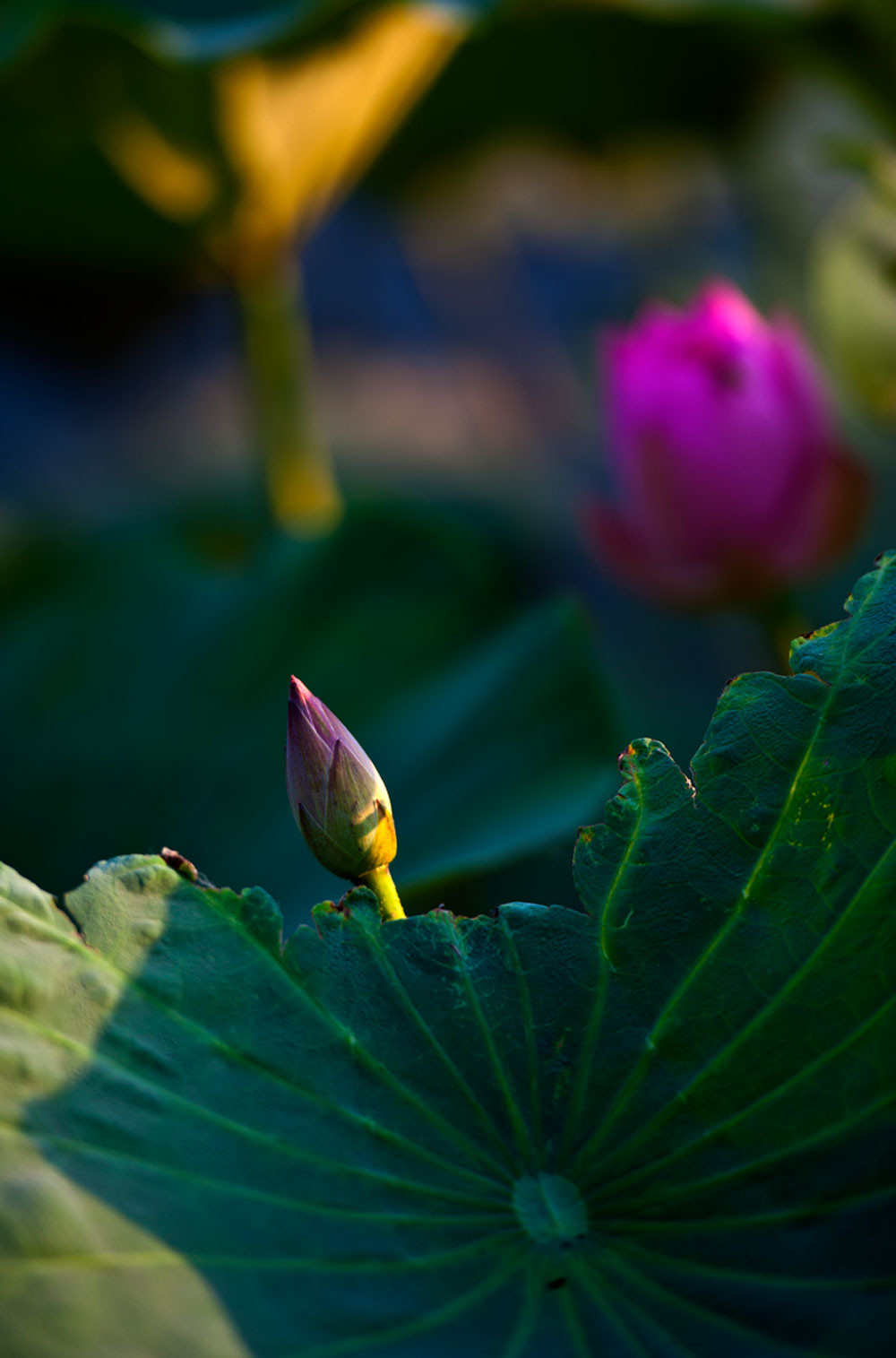 [原创]又是一年荷花香