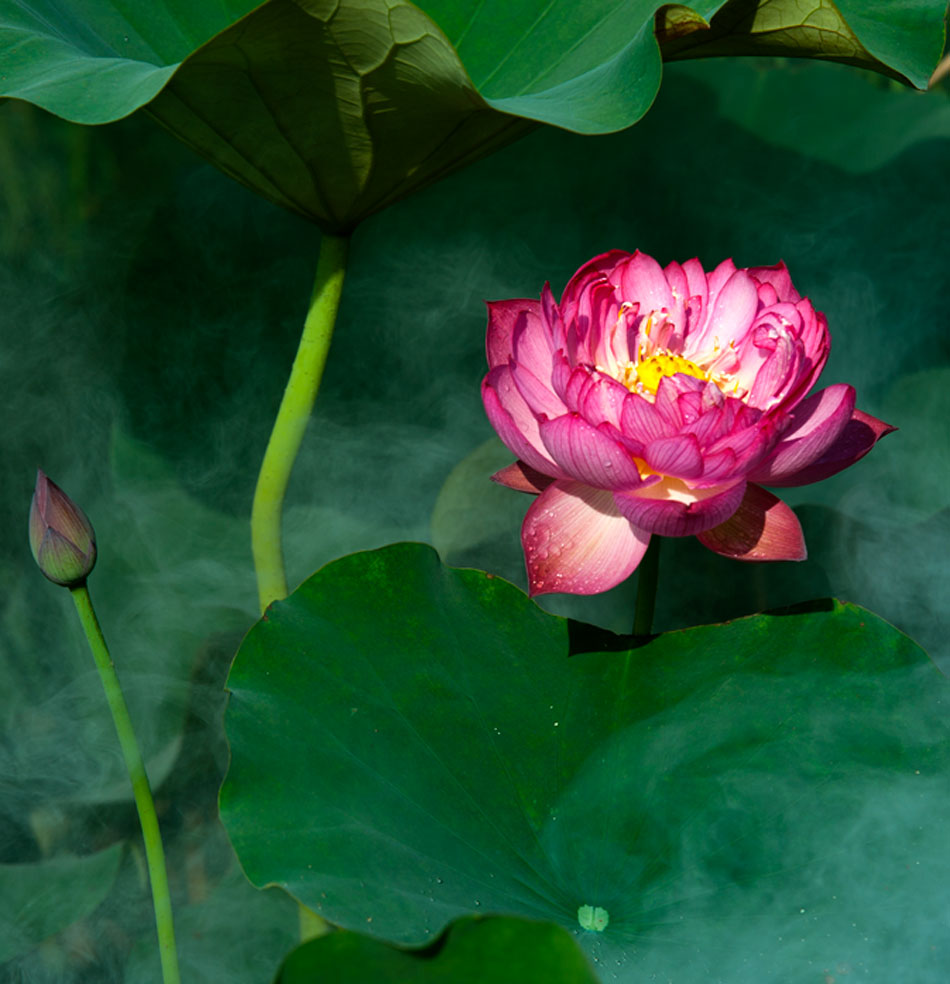 [原创]又是一年荷花香