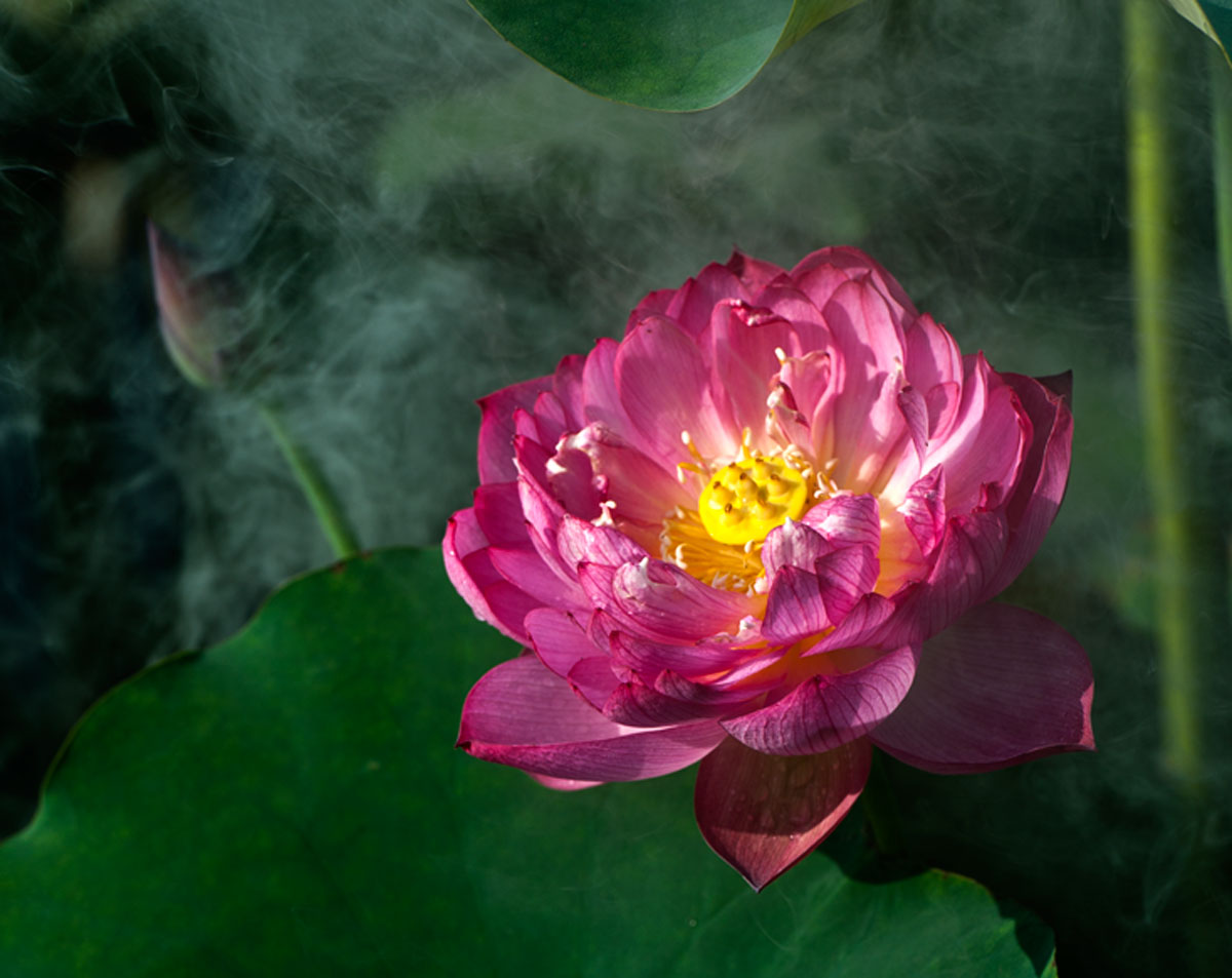 [原创]又是一年荷花香