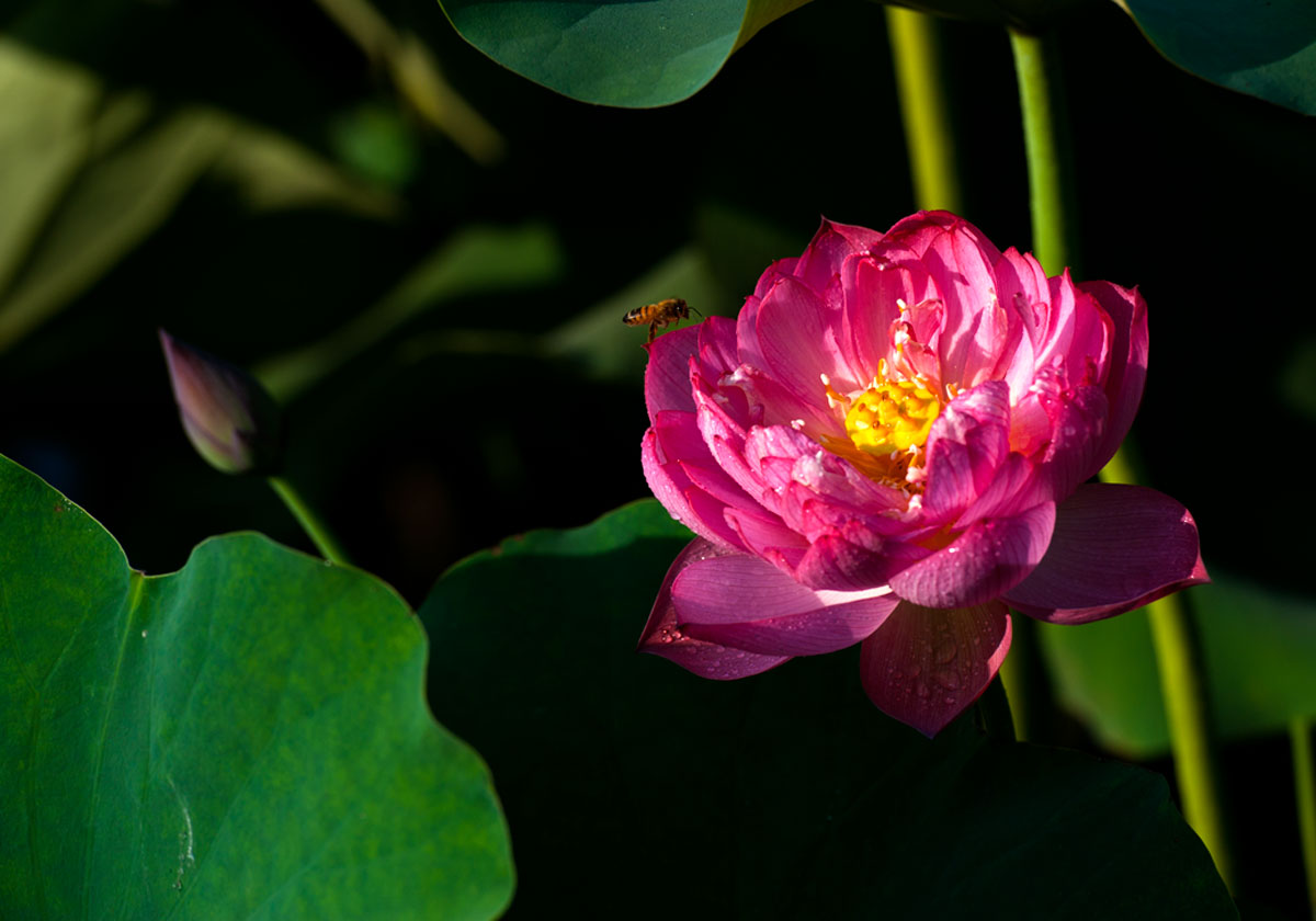 [原创]又是一年荷花香
