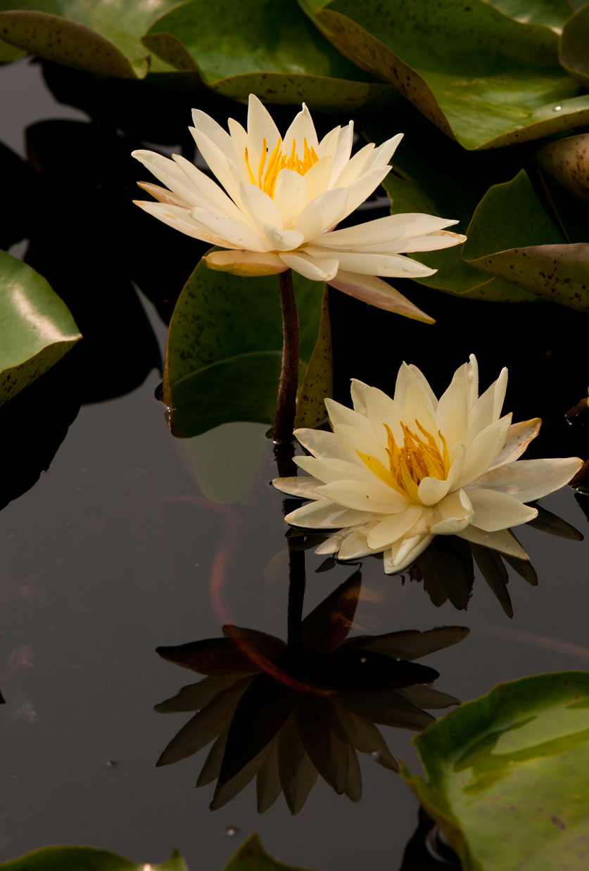 [原创]又是一年荷花香