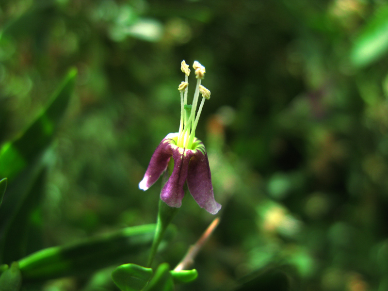 [原创]枸杞花和小草