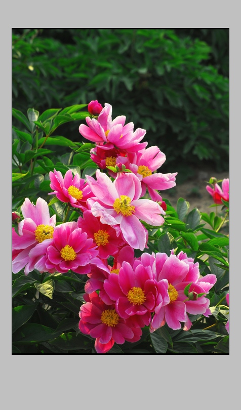 花之魂