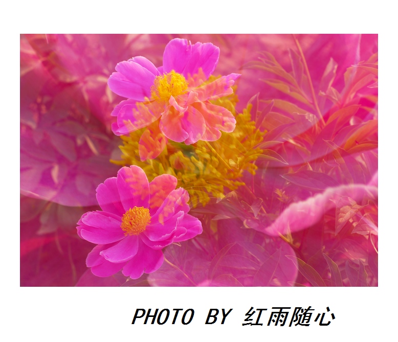 花之魂