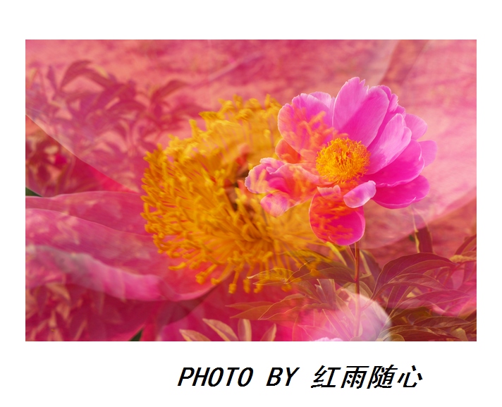 花之魂