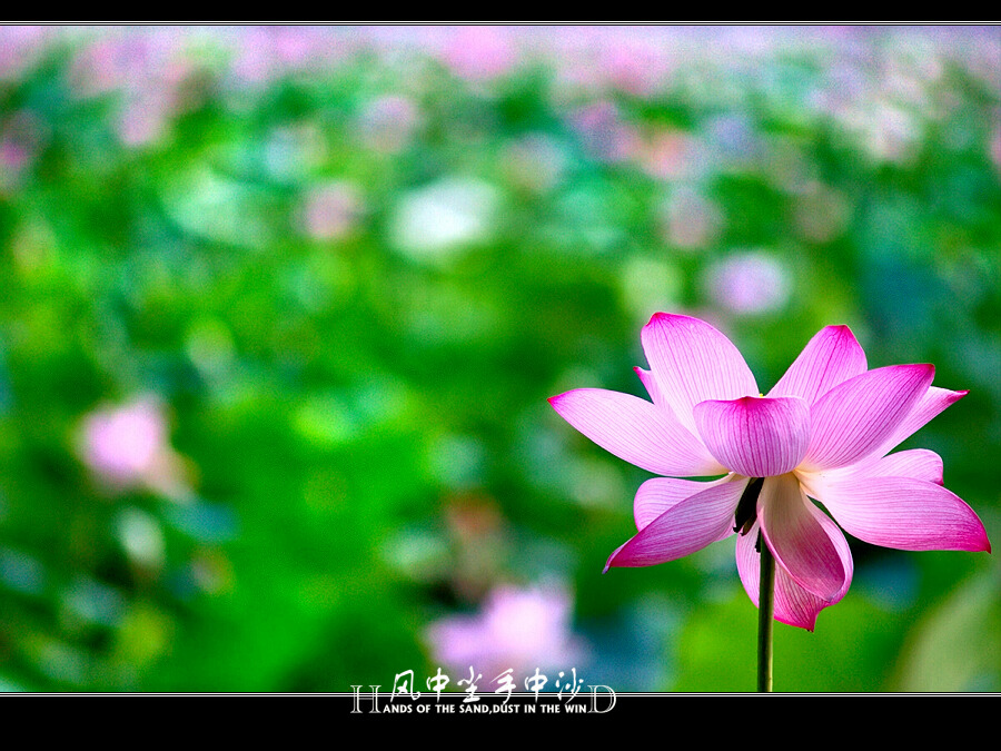 [原创]浮花若梦