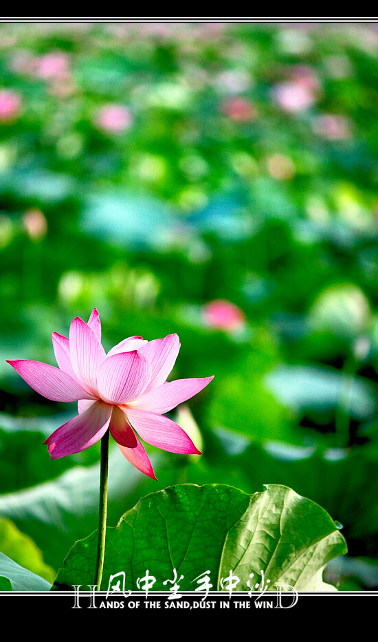 [原创]浮花若梦