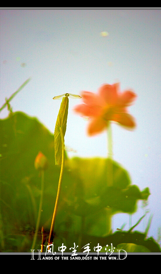 [原创]浮花若梦