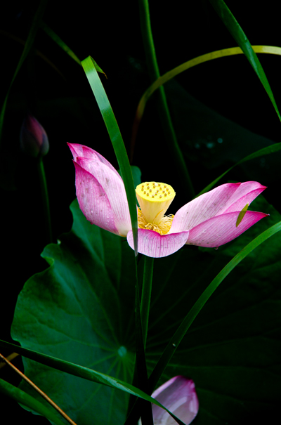 雨中看荷