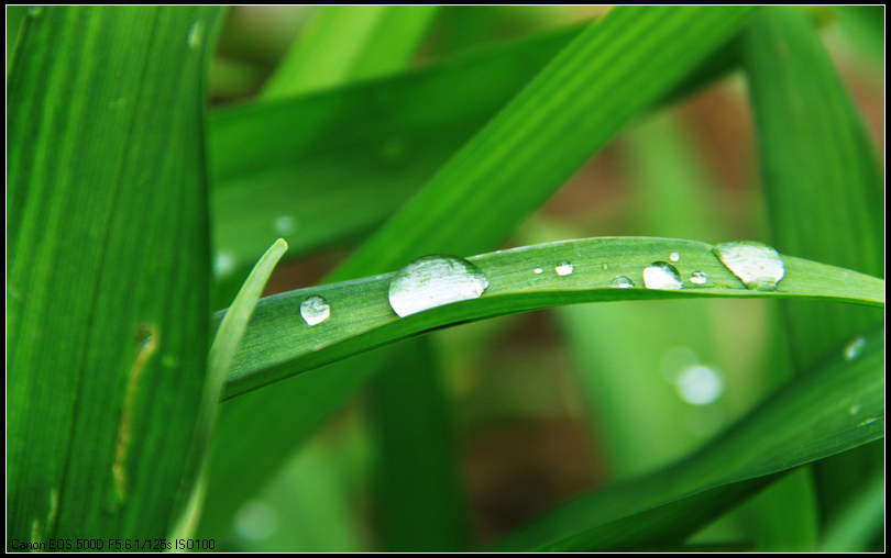 晶莹水珠