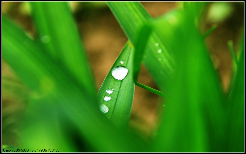 晶莹水珠
