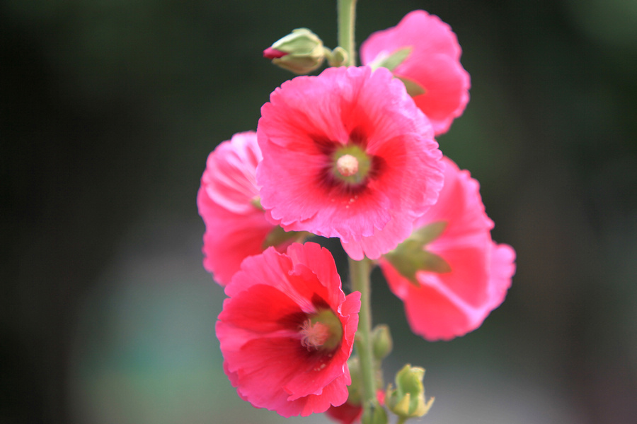 烧饼花