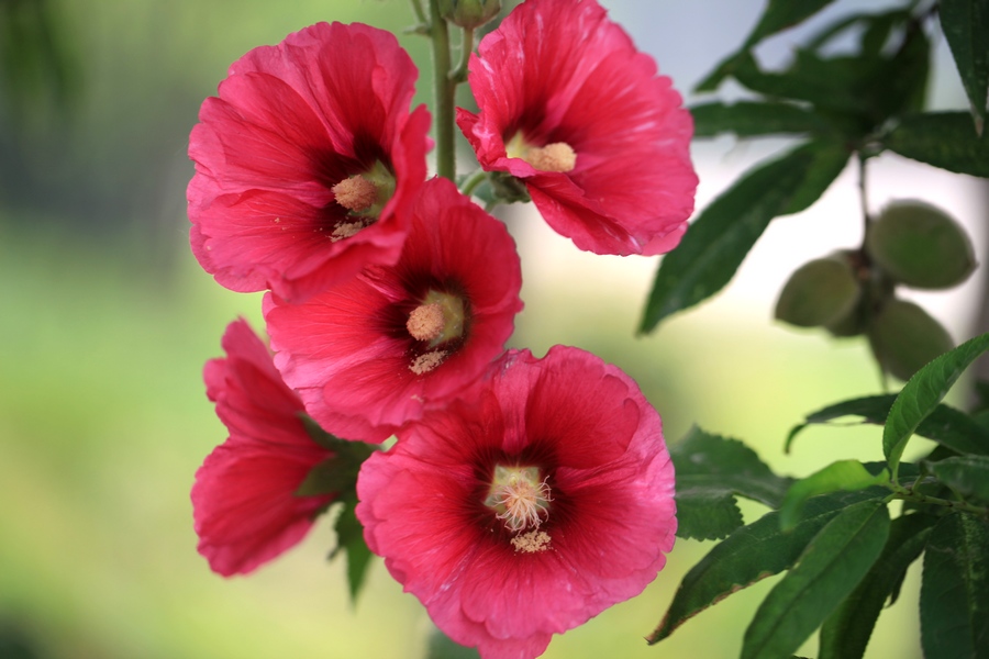 烧饼花