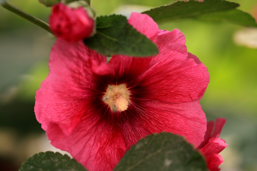 烧饼花