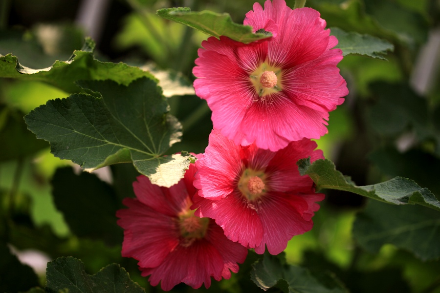 烧饼花