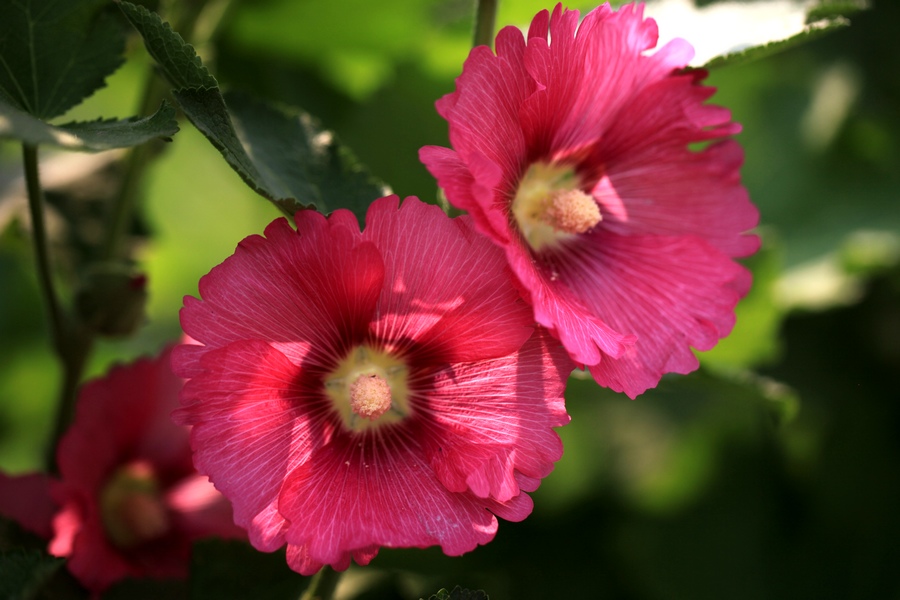 烧饼花