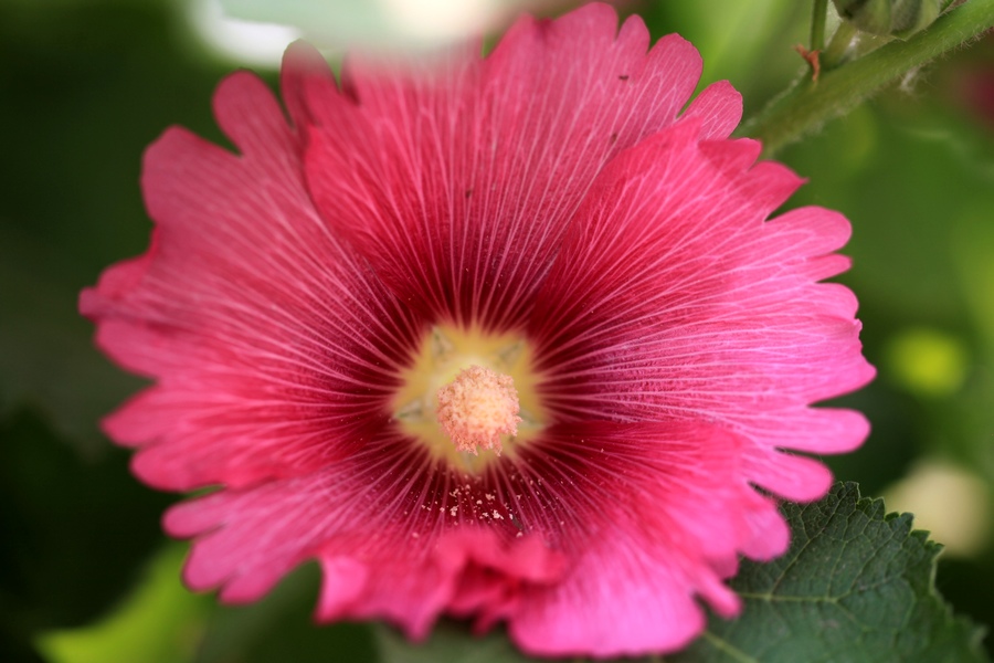 烧饼花
