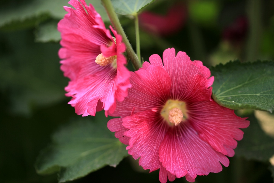 烧饼花