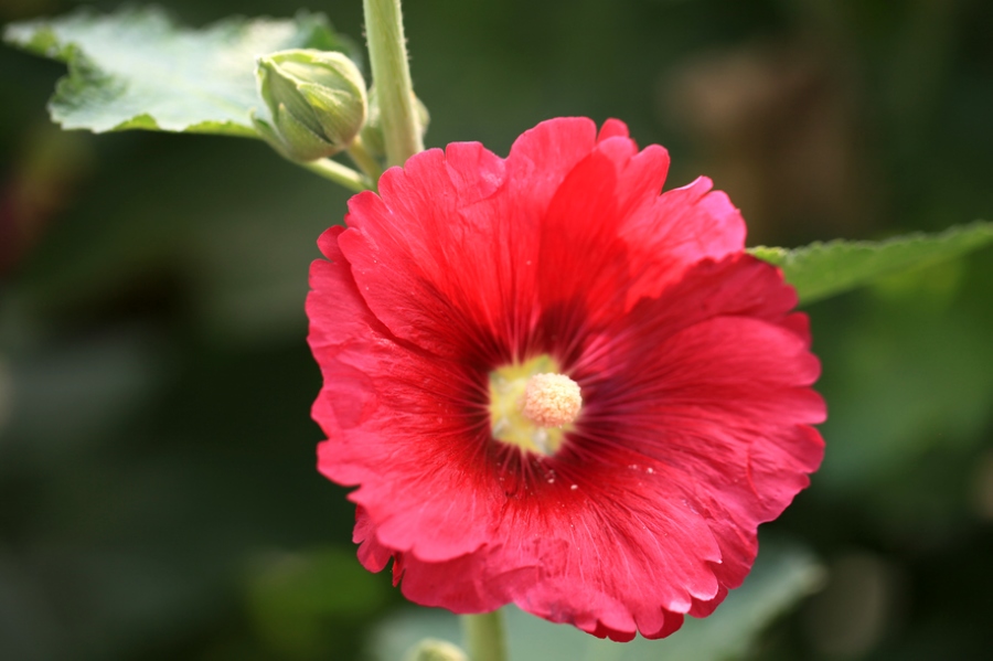 烧饼花