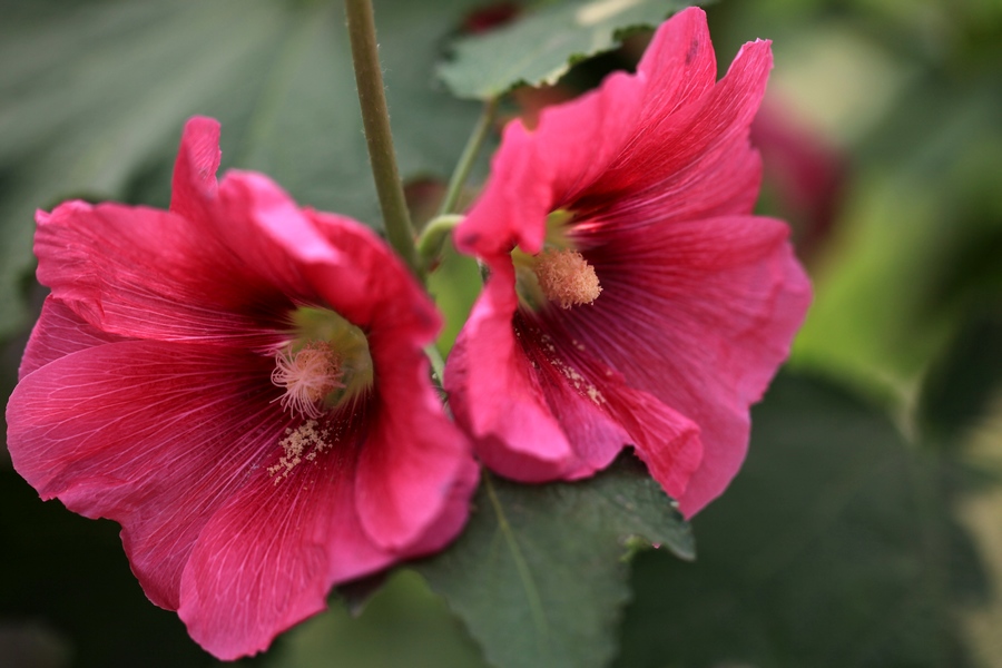 烧饼花