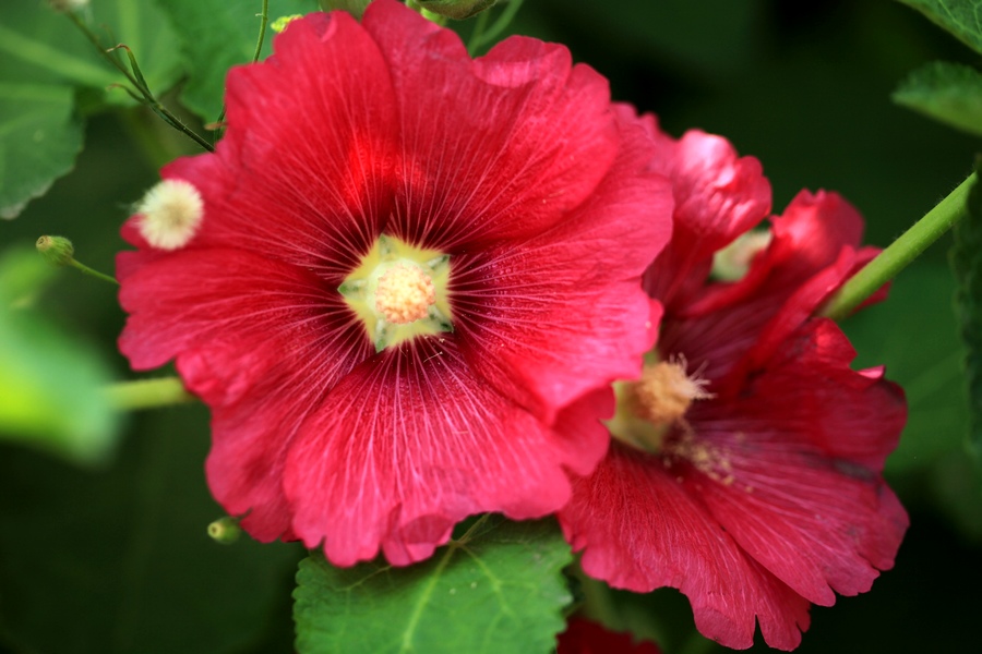 烧饼花