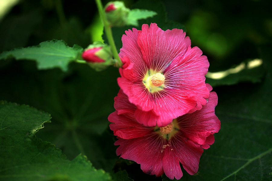 烧饼花