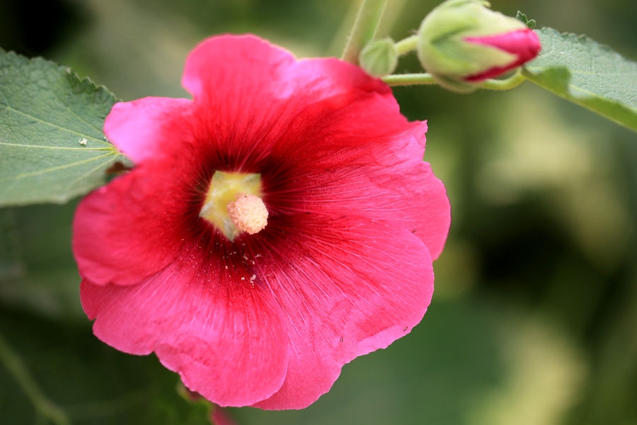 烧饼花