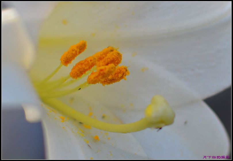 新手上路，鲜花开道
