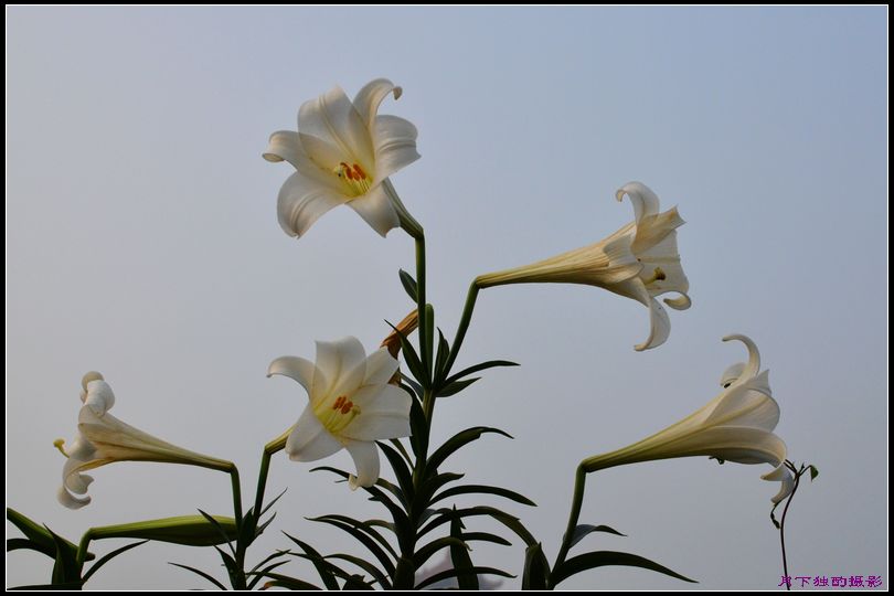 新手上路，鲜花开道