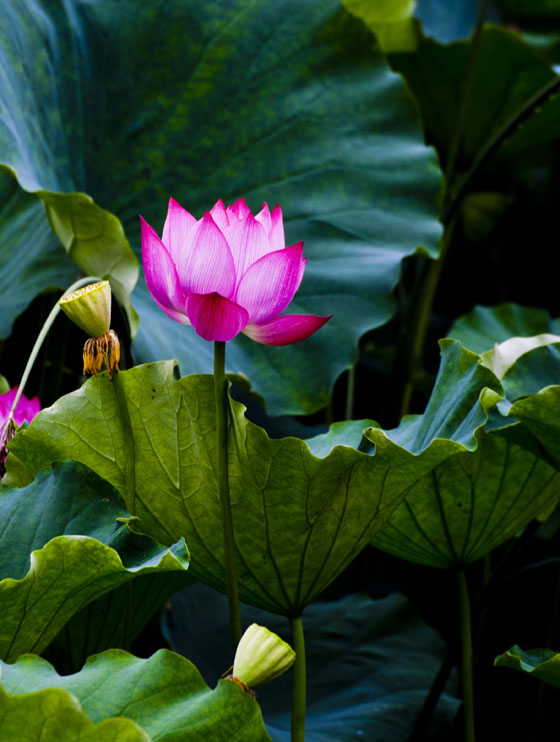 [原创]荷花一组