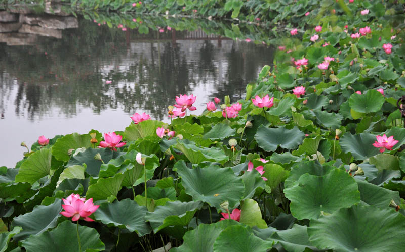 濮上新荷