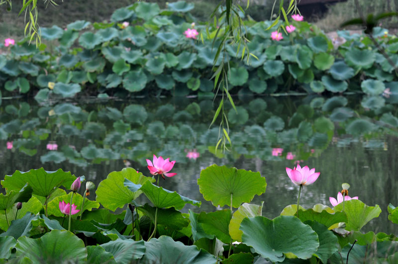 濮上新荷