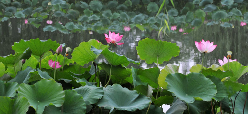 濮上新荷
