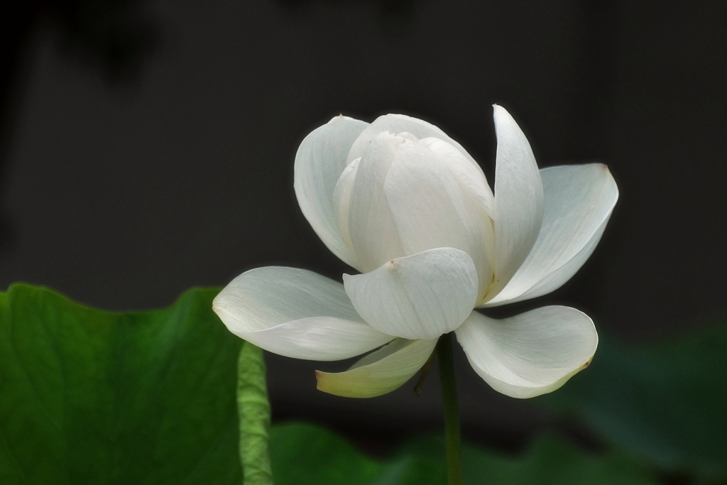 荷花仙子