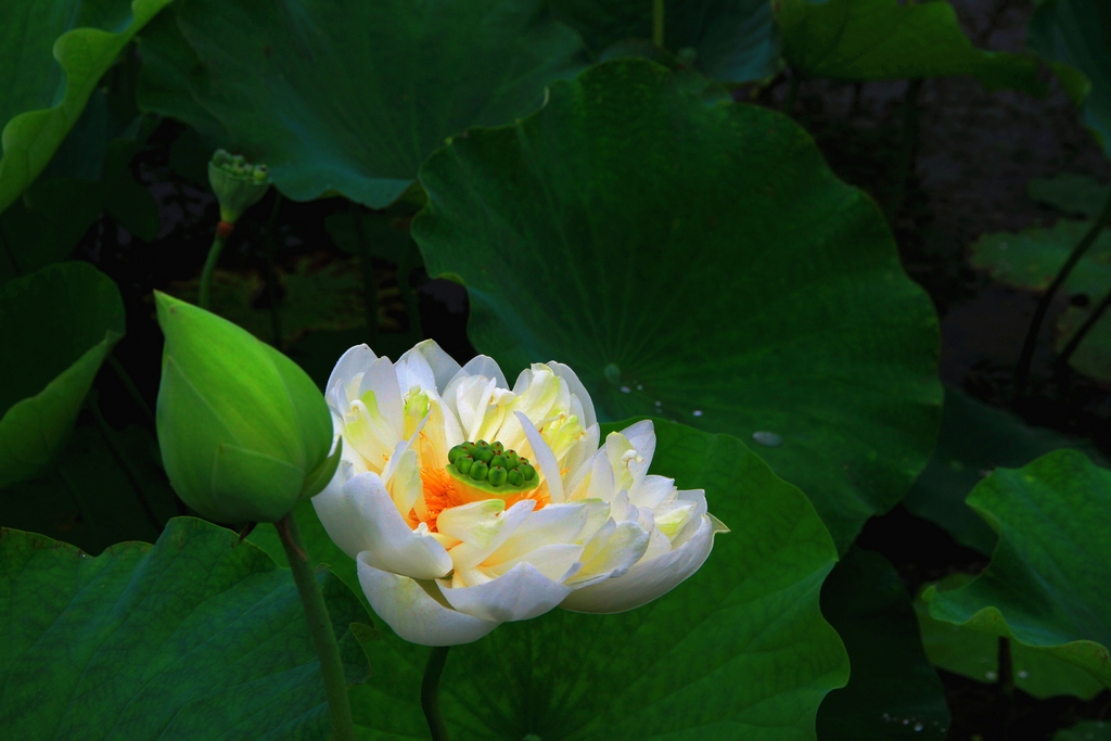 荷花仙子