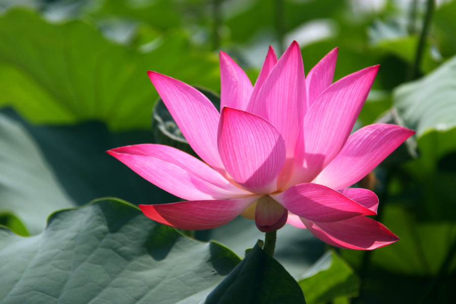 荷花