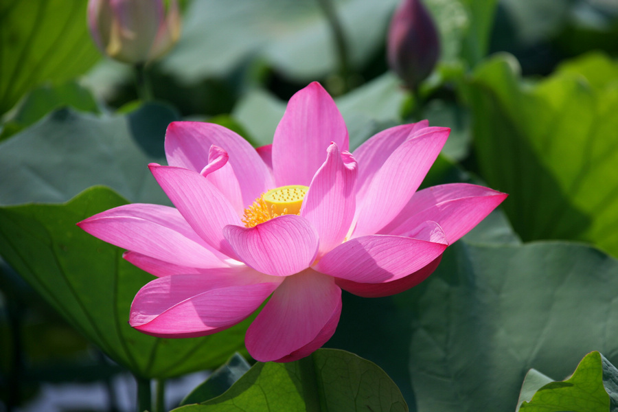 荷花