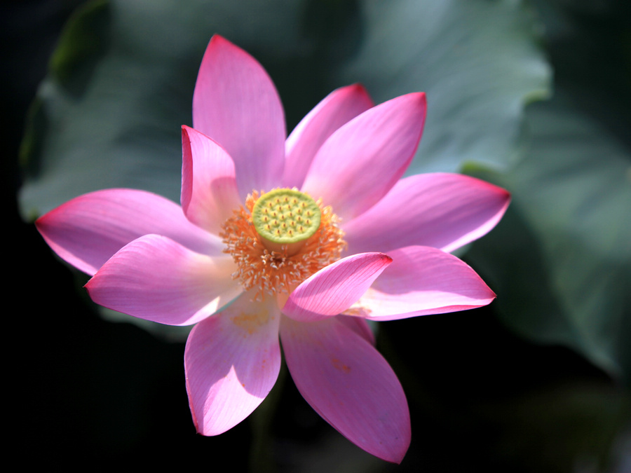 荷花