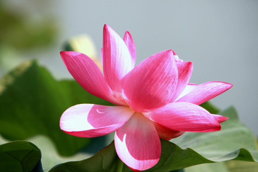 荷花