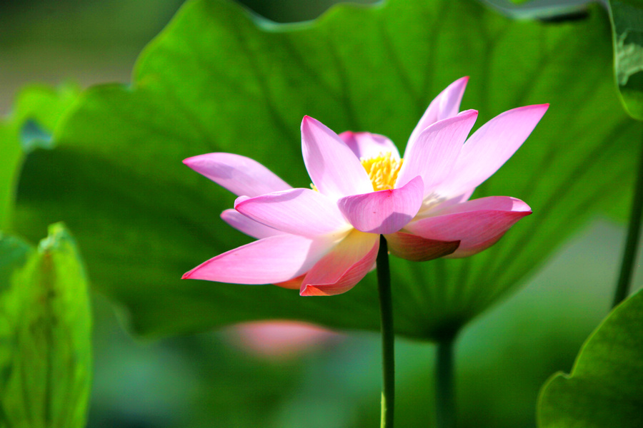 荷花