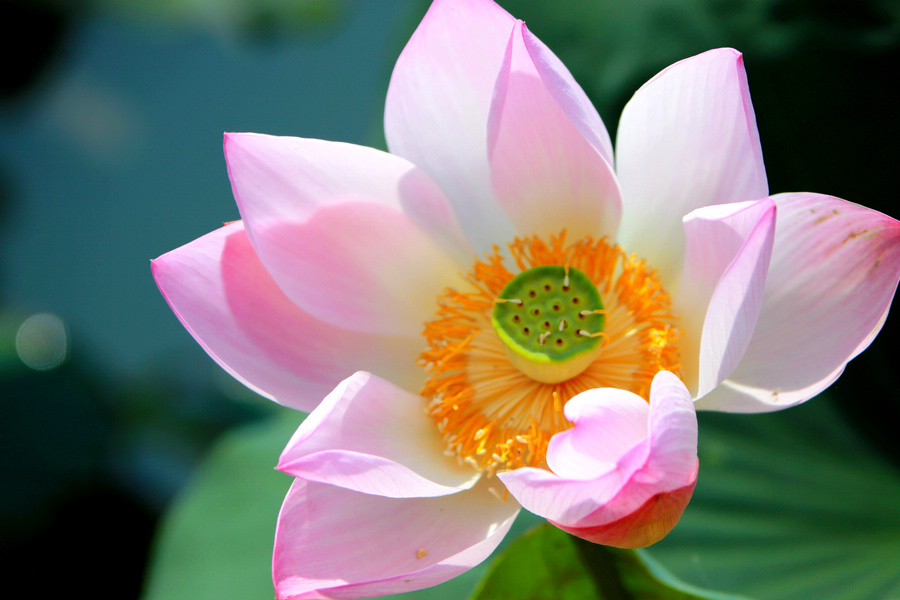 荷花