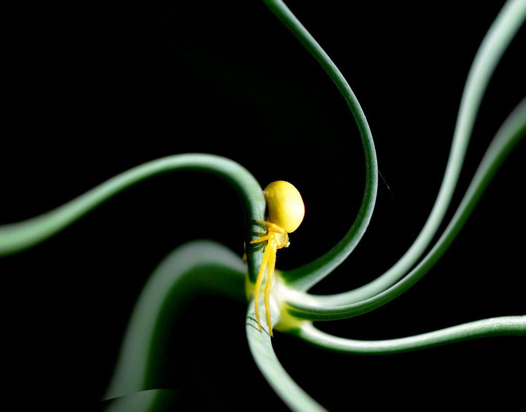 蜂