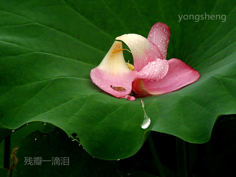 残瓣一滴泪