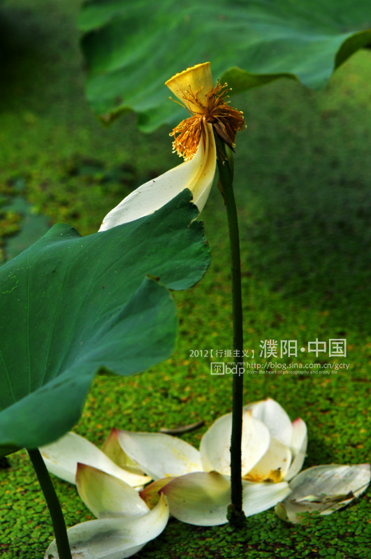 荷 2012